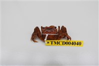 藏品(角額仿相手蟹)的圖片